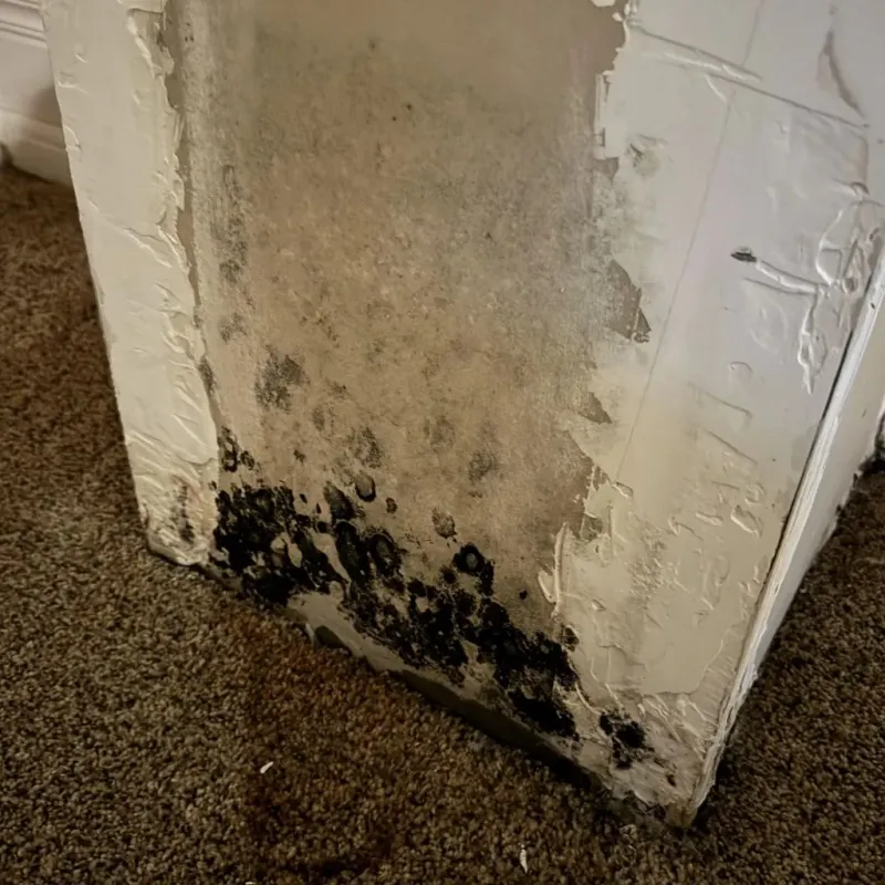 Professional Mold Removal in Burgettstown, PA